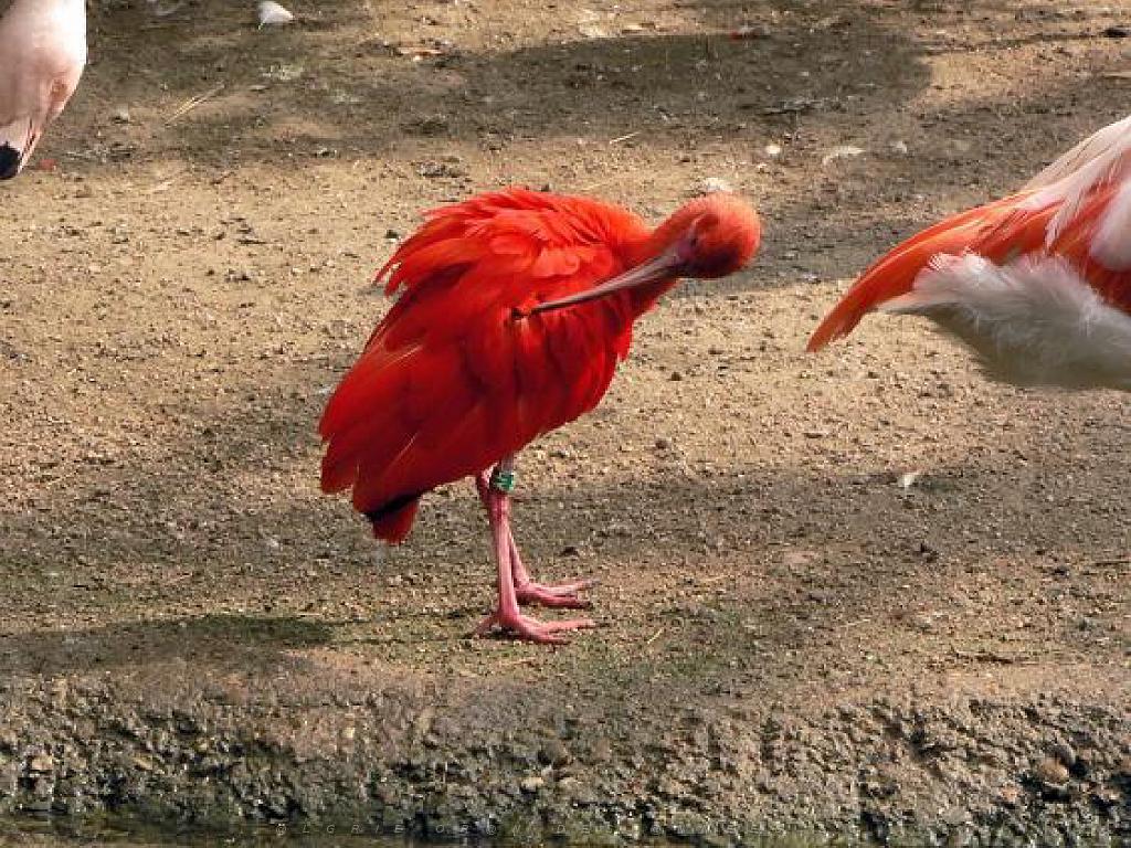 101PARC AUX OISEAUX DANS L AIN 2016 3_000015.jpg